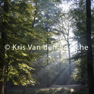 Herfstlicht – kleurfoto